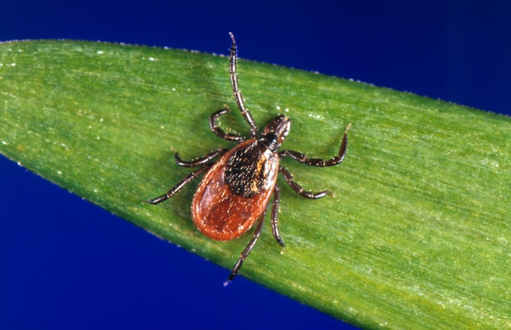 Black-legged ticks are the main carriers of Lyme disease.