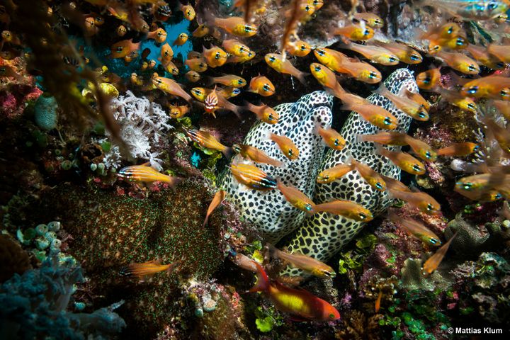 Biodiversity in Vamizi’s coral reefs