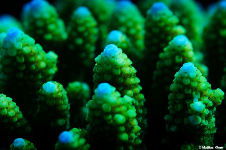 Spawning coral