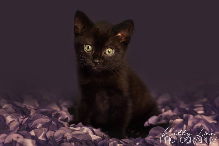 newborn black kitten