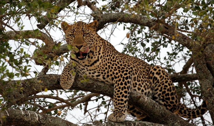 A leopard sits on a tree branch in a nature reserve hours away from the Utut Forest.