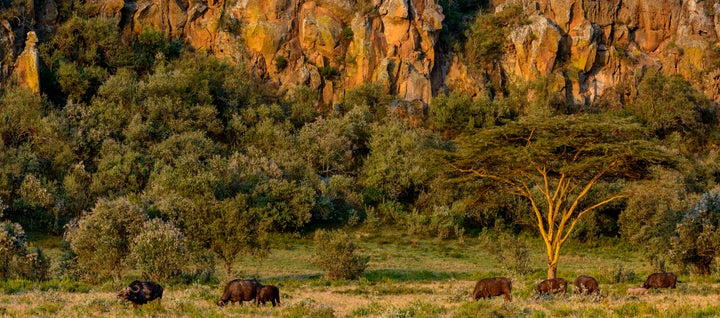 Buffalo grazing in Hell's Gate National Park, near the Utut Forest area.