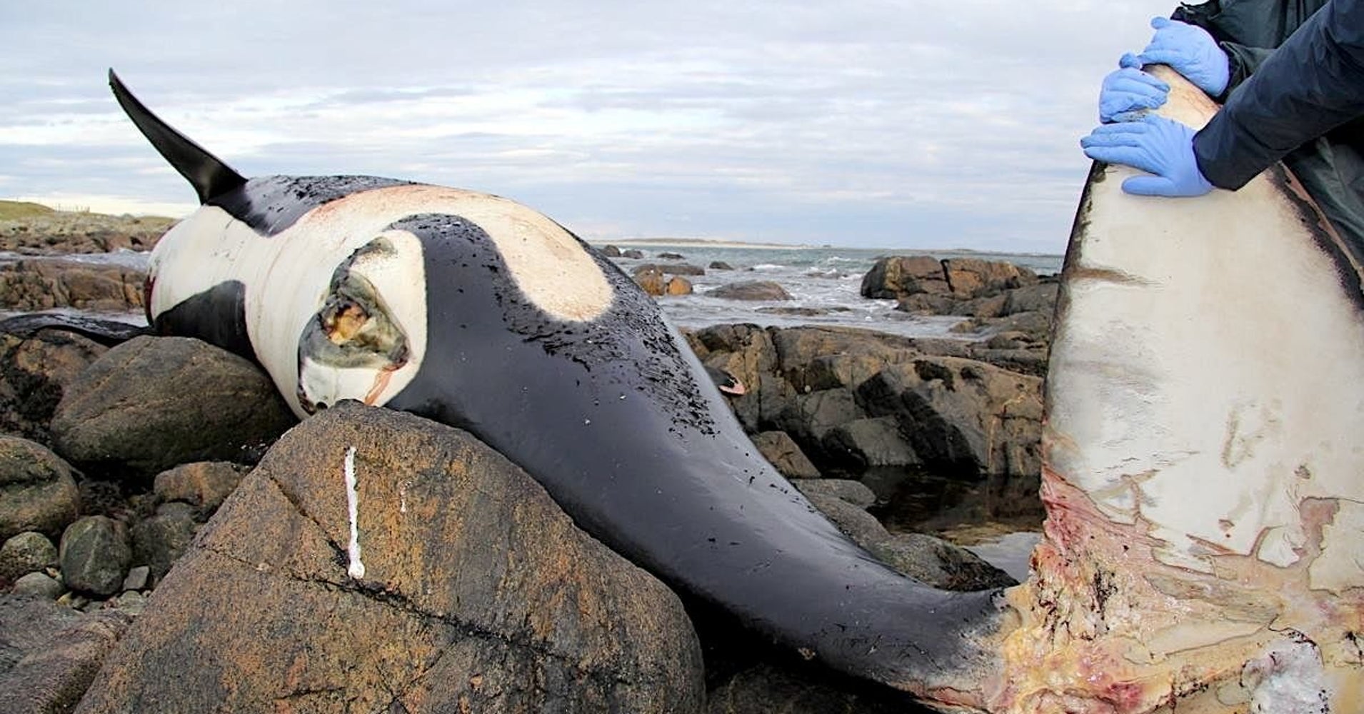 This May Be The 'Most Contaminated Killer Whale' Ever Recorded | HuffPost