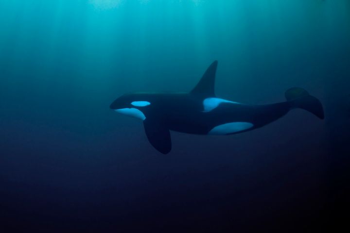 An orca swimming in the Atlantic Ocean near Norway.
