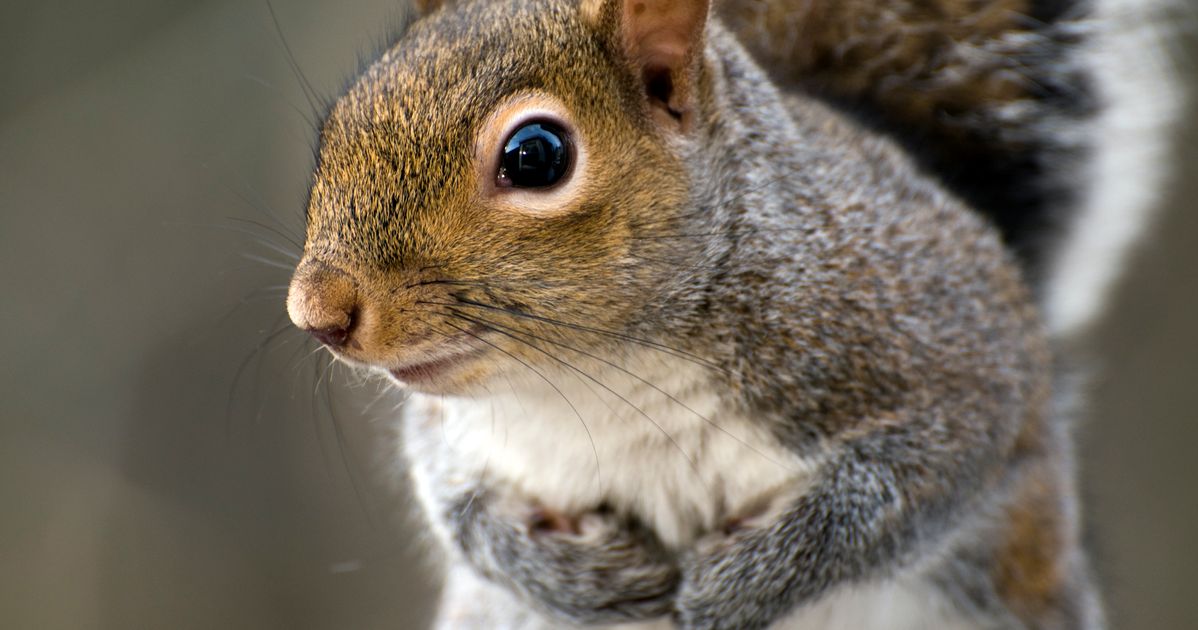 Man Allegedly Shoots Squirrel With Bow And Arrow For 'Giving Him A Look ...