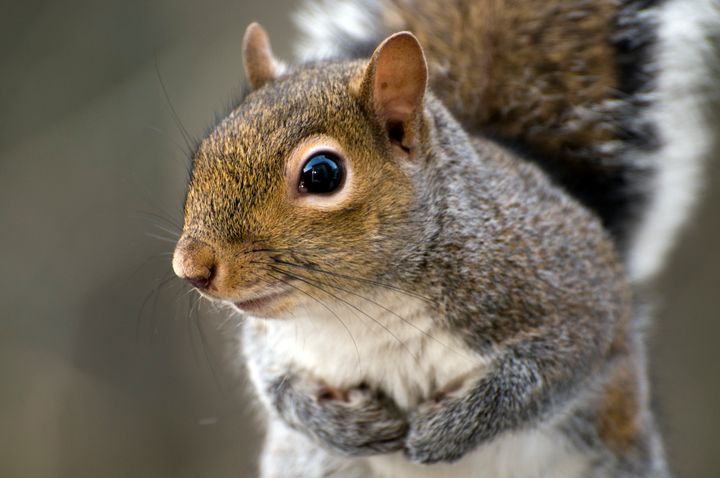 A New York man has been arrested after allegedly killing a squirrel with a bow and arrow for purportedly giving him a dirty look.