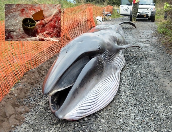 Sei whale calf found stranded in Druridge Bay in 2013 with plastic debris in its stomach (pictured top left)