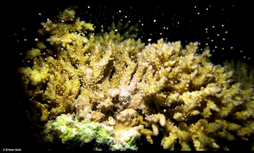 Spawning coral