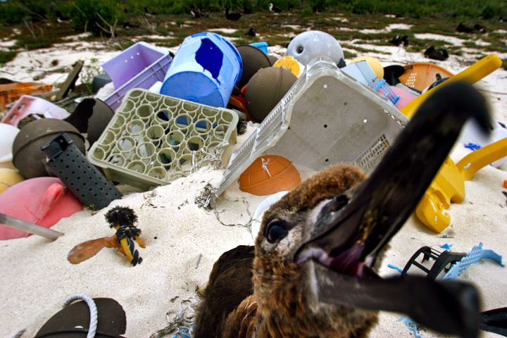 Albatrosses have become a bellweather species for the plastic pollution problem, ingesting the material and dying en masse.