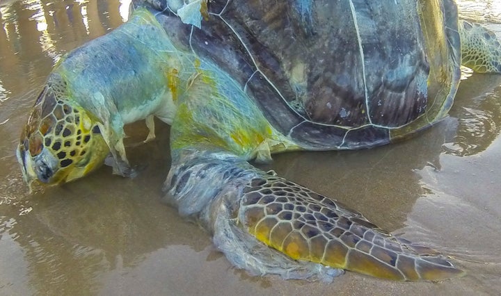 A dead sea turtle draped in plastic trash.