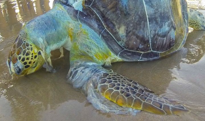 A dead sea turtle draped in plastic trash. 