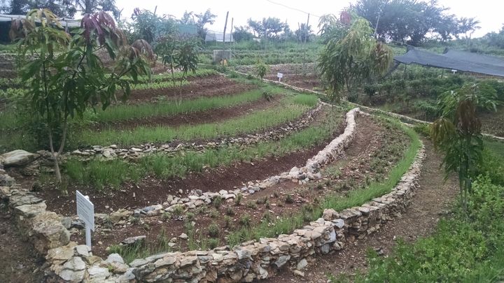 Organic farm in Cuba