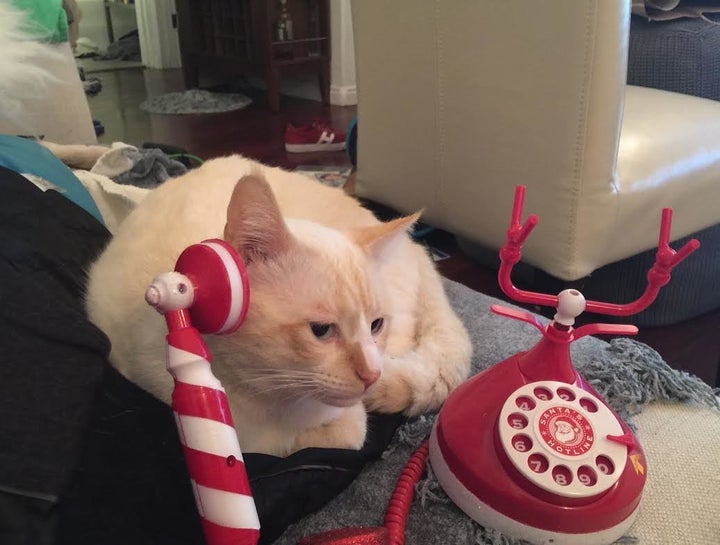 A photo shared by Buddy's owner showed the cat pretending to call "the local cat association" to discuss the dangers of plastic bags.