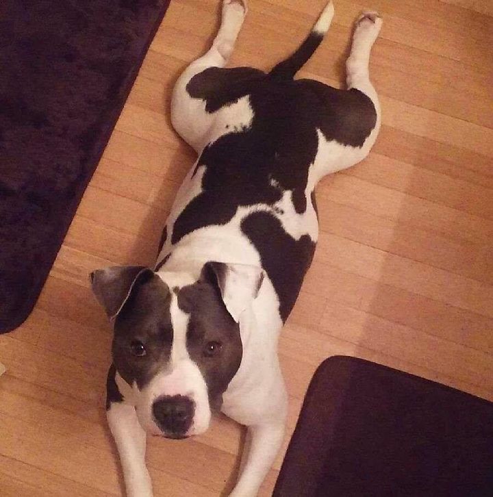 The pit bull, registered as an emotional support animal, was shot dead by his owner, according to authorities.