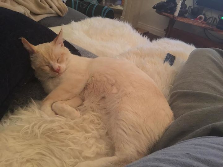 Buddy the cat is seen resting up after his harrowing cat vs. bag video.