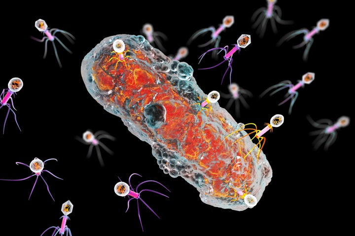 Multiple bacteriophages attack bacteria in this computer illustration.