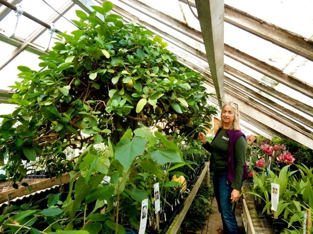 <p>Logee's Lemon Tree, Danielson CT</p>