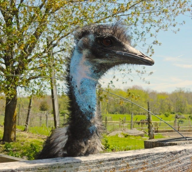 <p>Emu, Creamery Brook Bison, Brooklyn CT</p>
