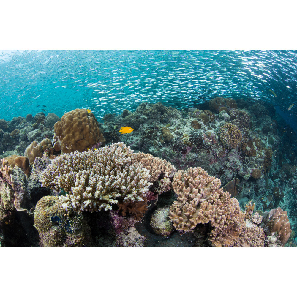 A Global Effort To Save Coral Reefs | HuffPost Contributor