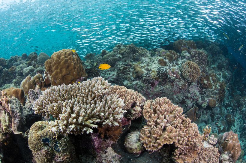 A Global Effort to Save Coral Reefs | HuffPost