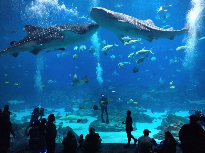 <p>The Atlanta Aquarium is the world’s largest and worth a visit. </p>