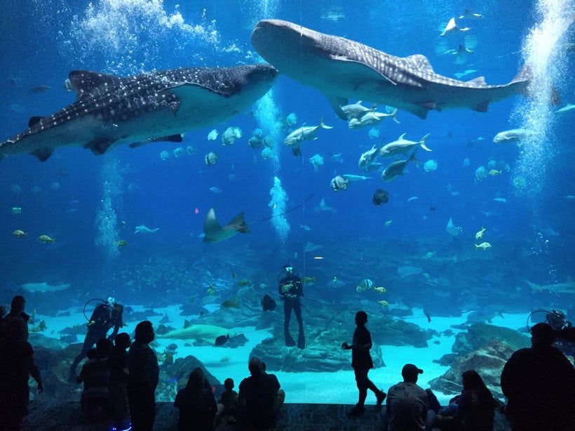 The Atlanta Aquarium is the world’s largest and worth a visit.