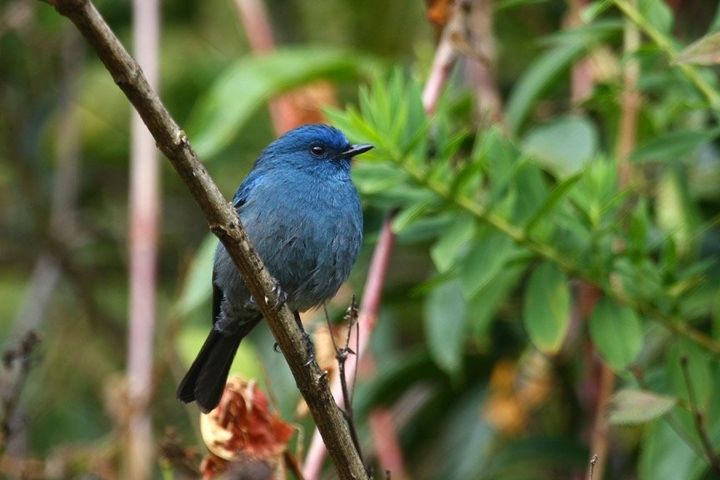 The Nilgiri flycatcher is considered "near-threatened," according to the IUCN Red List. The Columbia study, however, proposes the species' listing be elevated to "vulnerable."