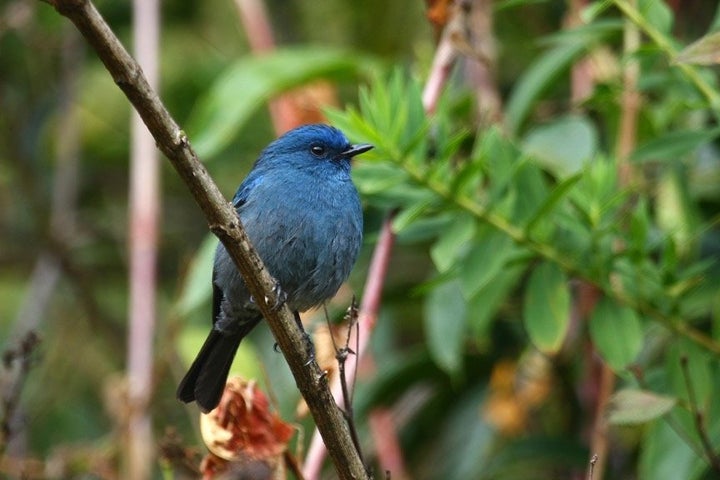 The Nilgiri flycatcher is considered