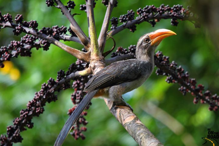 The Malabar grey hornbill is considered a species of