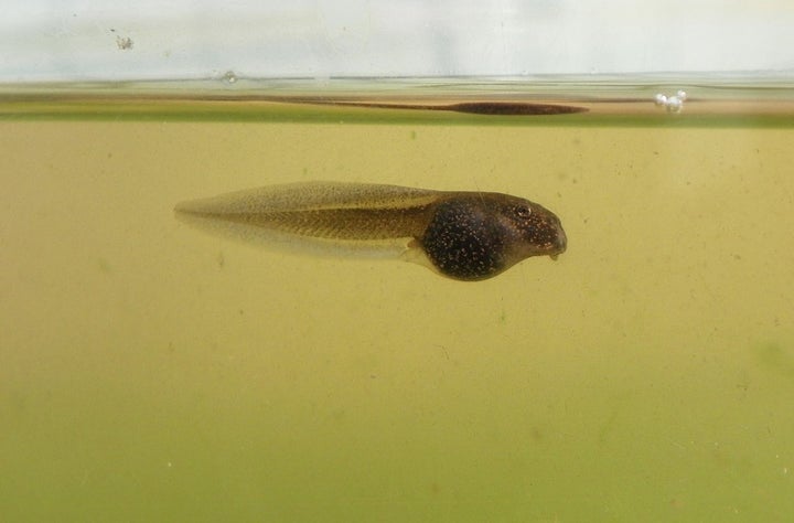 <p>Disruption of the thyroid hormones can prevent tadpoles from becoming frogs.</p>