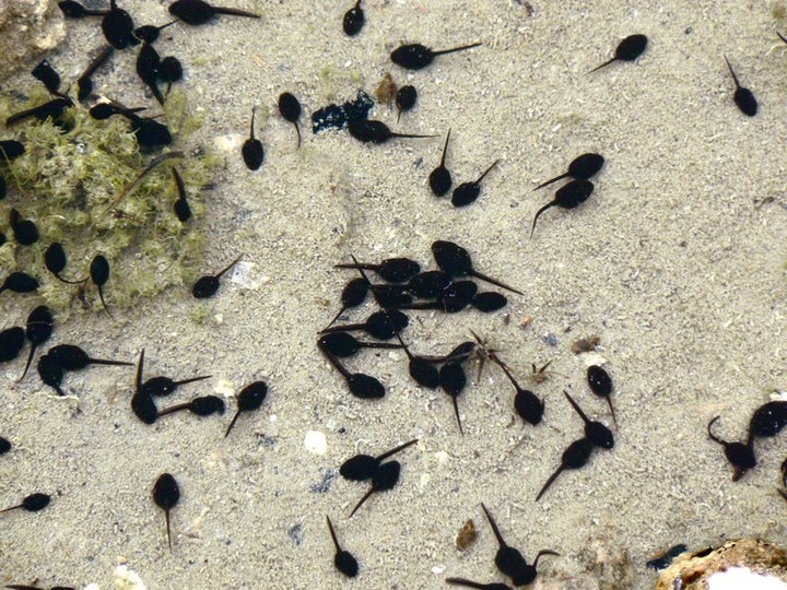 <p>Tadpoles help scientists understand how human friends develop, as we share similiar thyroid hormones.</p>