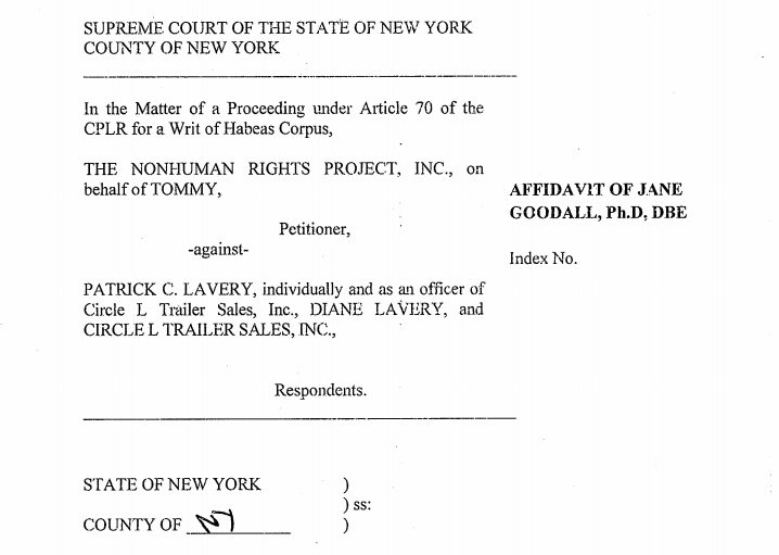 From Jane Goodall’s affidavit in support of the NhRP’s petition for a writ of habeas corpus brought on Tommy’s behalf.