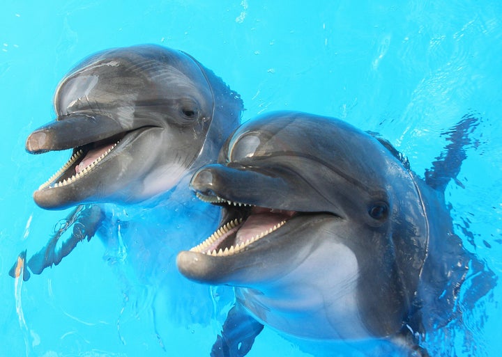 Two dolphins in a pool.