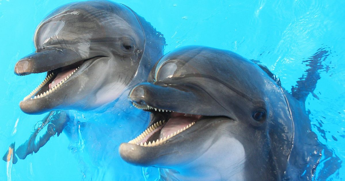 Dolphins have a 'highly advanced' spoken language, study finds