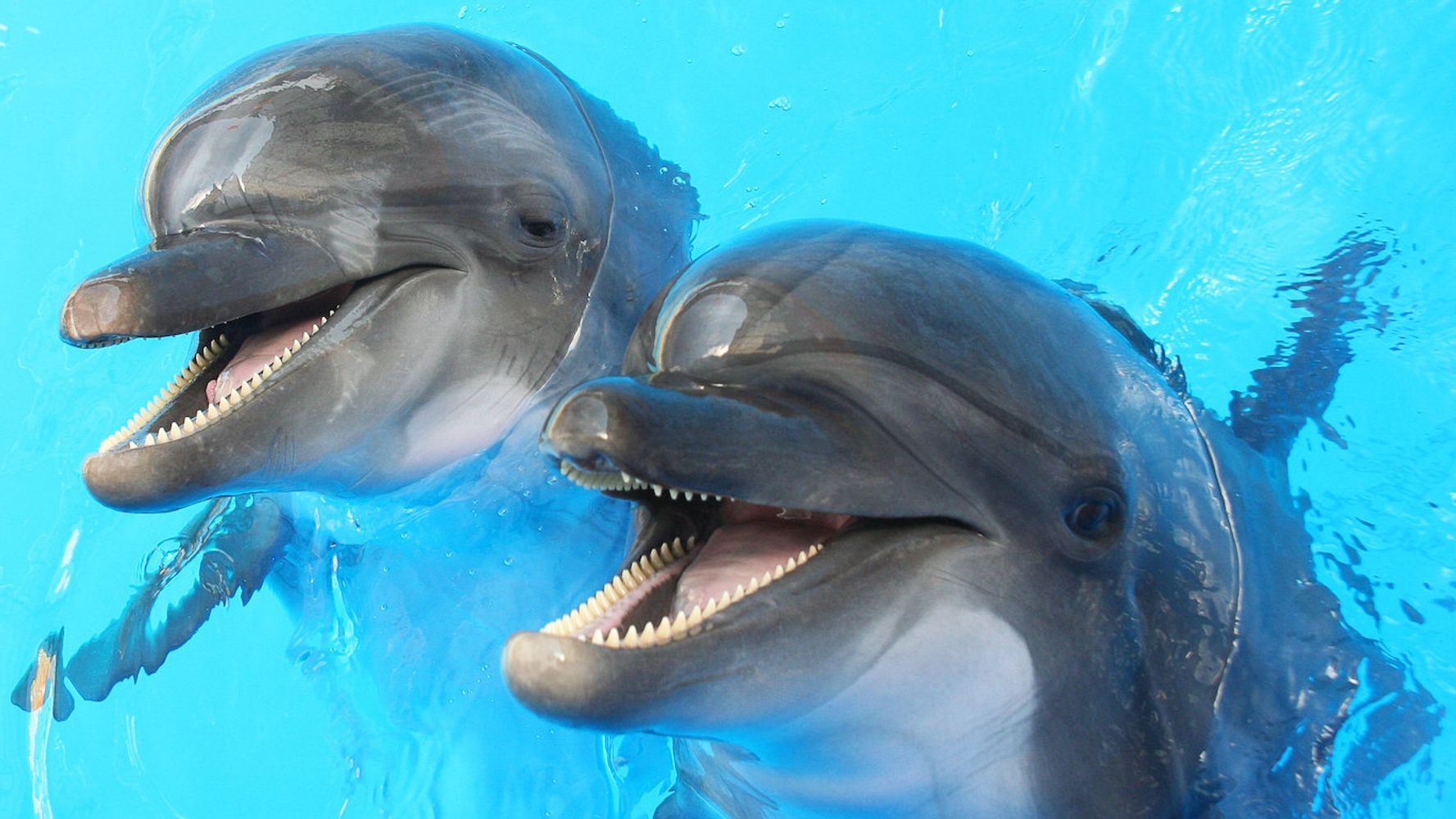 Scientists find out that dolphins 'talk' like humans