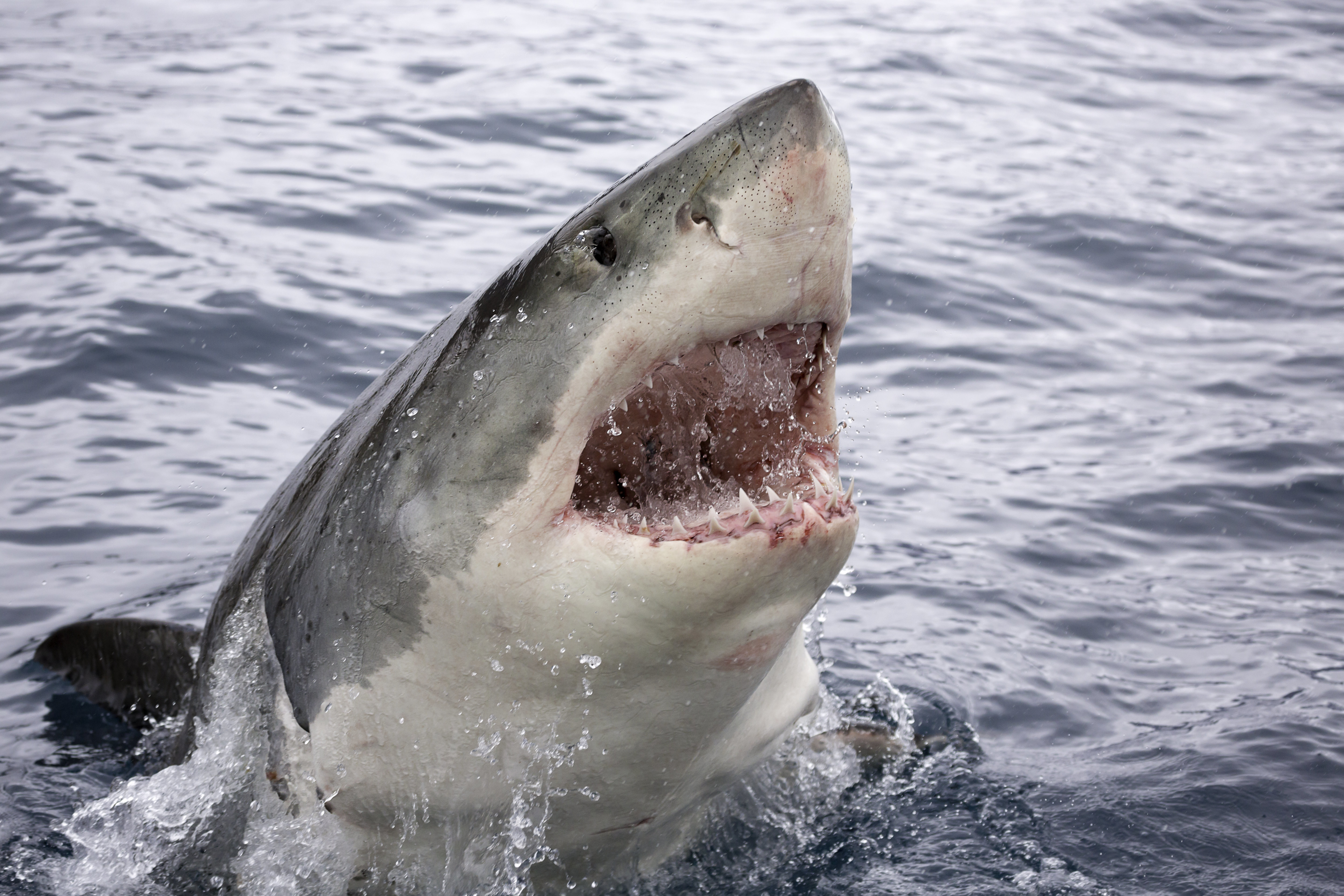 15 Great White Sharks Off California Beaches Trigger Warnings | HuffPost