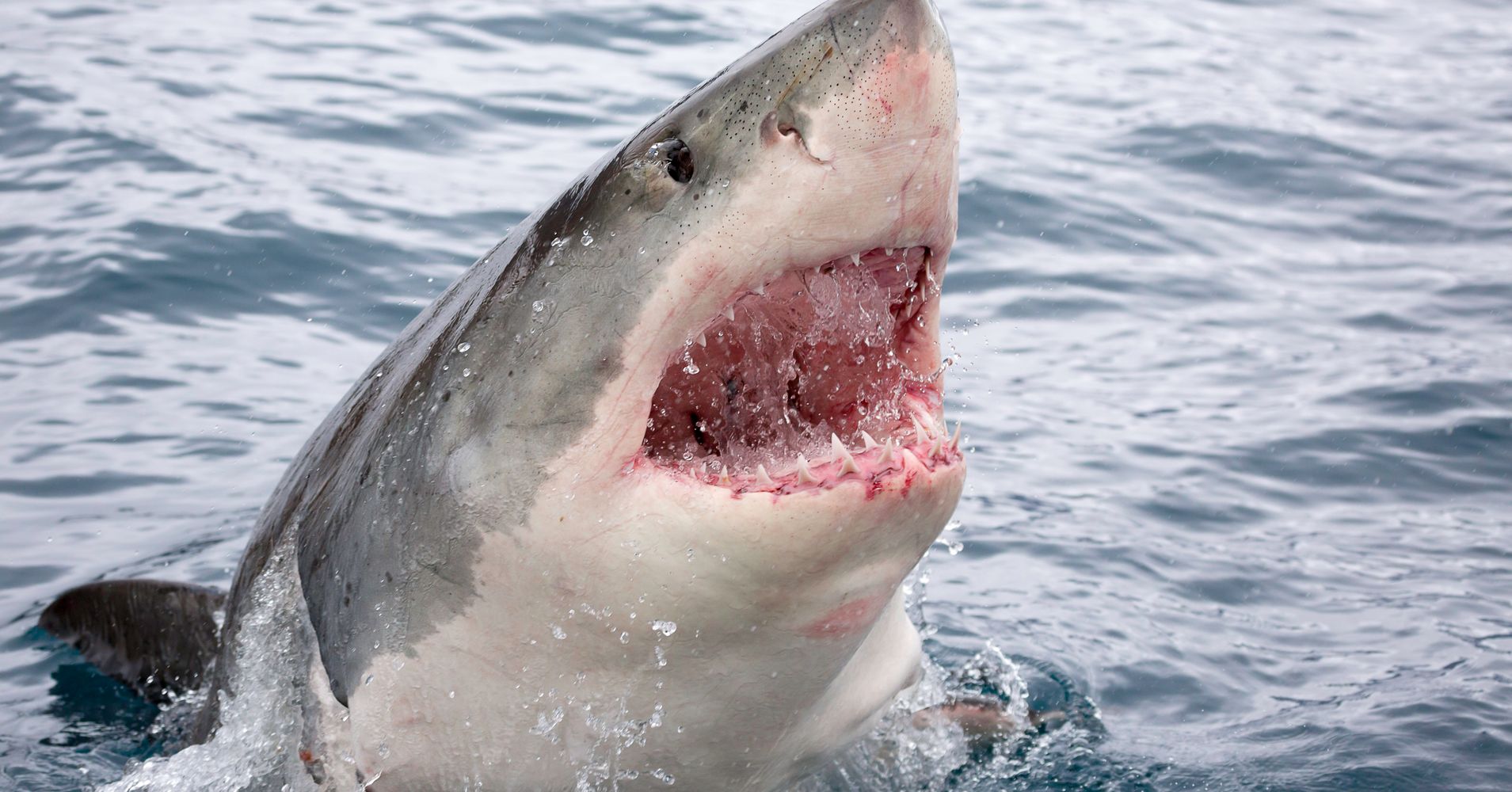 15 Great White Sharks Off California Beaches Trigger Warnings | HuffPost