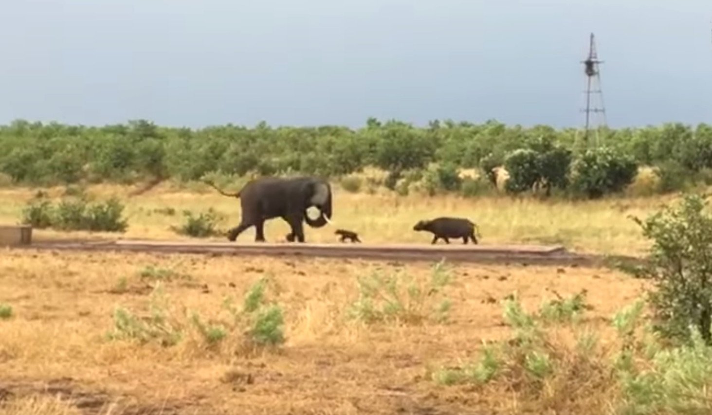 badass elephant