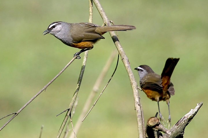 The Kerala laughingthrush should be considered "endangered," said Columbia researchers. Its current status in the IUCN Red List is "near-threatened."