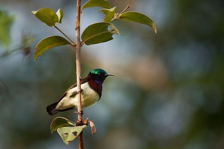 In the case of the crimson-backed sunbird, Columbia researchers agreed with the IUCN's