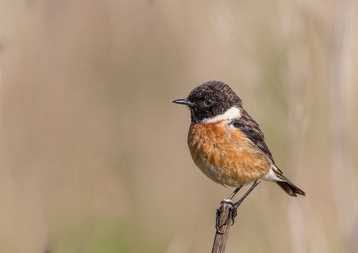 The IUCN listing for the black and rufous flycatcher should be elevated from "near threatened" to "vulnerable," recommended the Columbia research team.