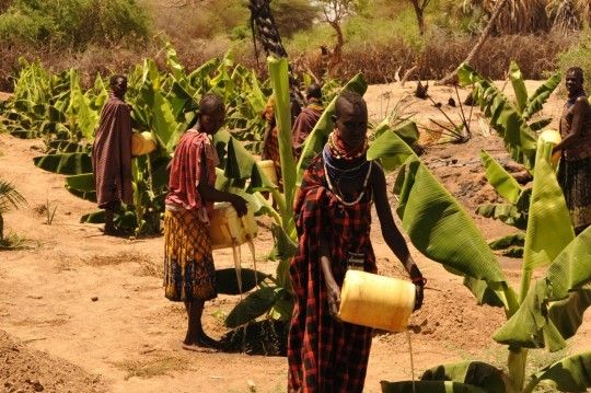 Turkana women water their banana field from the nearby River Turkwel.  