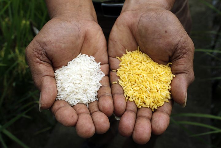 Golden Rice, on the right, is definitely golden, but can it save lives? 