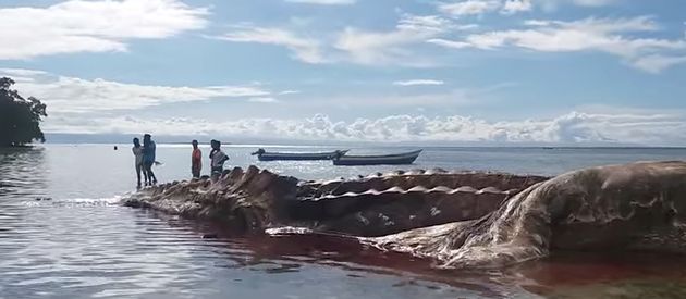 謎の 超巨大生物 の死骸が島に漂着 これが何だかわからない 動画 ハフポスト