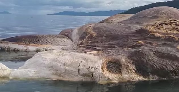 謎の 超巨大生物 の死骸が島に漂着 これが何だかわからない 動画 ハフポスト