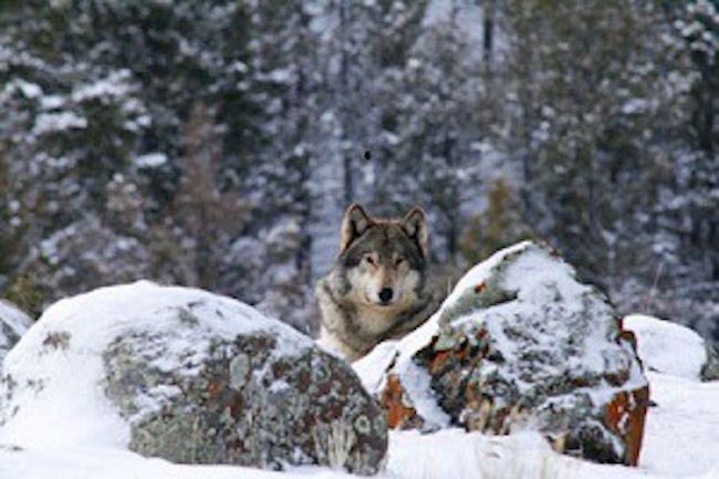 The wolf known as ‘06 Female