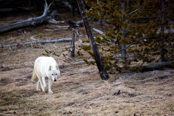 White wolf tracks a scent in Yellowstone National Park.