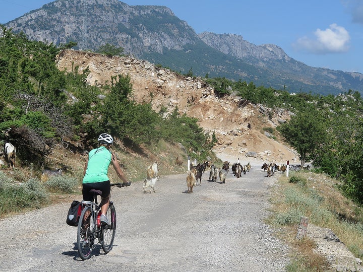 Sharing a road more like a mountain bike trail with goat