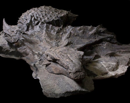 A 110-million-year-old fossil of an armored plant-eating dinosaur called a nodosaur is seen after its discovery in Canada.