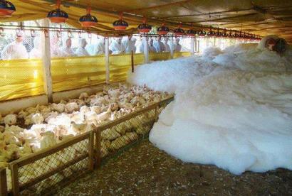 <p>Killing foam spreads over a flock of chickens.</p>